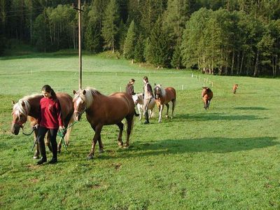 Familienparadies Wolfgangbauer Pferde