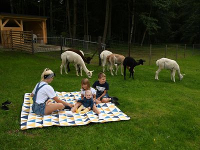Picknick auf der Alpakaweide