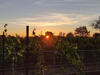 Weinrebe fängt Sonne ein