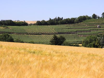 Weinbergblick von Odernheim