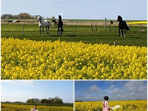 Holsteiner Zuchtstuten &amp; Ponys