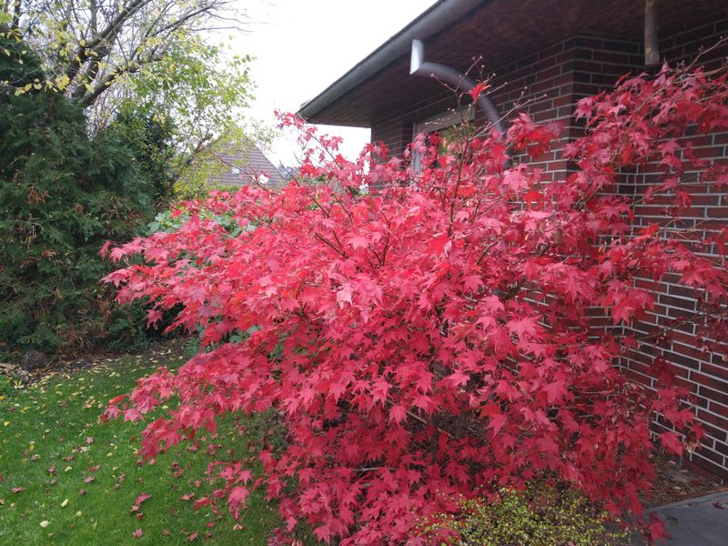 Garten im Herbst