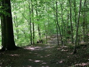 Der Liethwald im Sommer