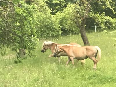 Unsere Pferde "Goldi" und "Svila"