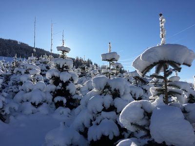 Verschneite Christbaumkultur am Tunelhof