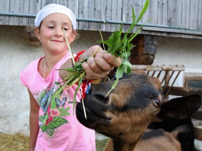 Kinder u Ziege