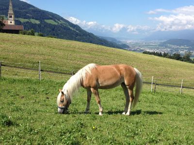 Haflinger