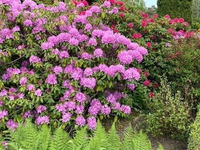 Rhododendron