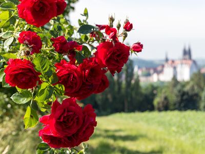 Weinberg mit Rosen