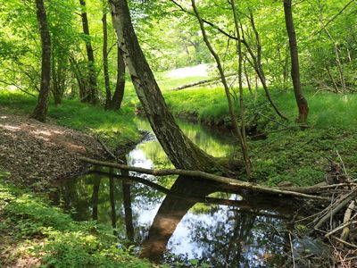 Der Frelsbach - ein Biber-Revier