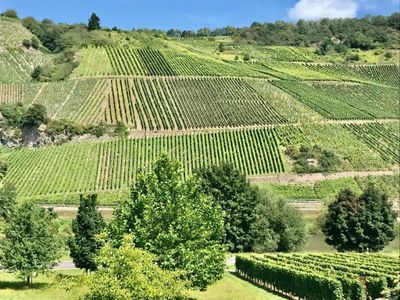 Blick in die WEinberge