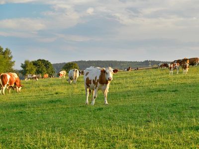 Kühe auf Weide