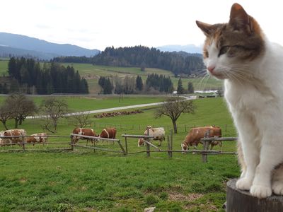 Morhof-KatzeundKuh-Robitschko