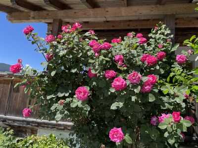 Aussergraben_Alpbach_Garten