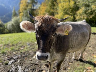 Aussergraben_Alpbach_Tiere