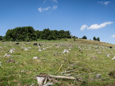 Mathesber im Juli, nähe Roten Moor (Moorundweg)