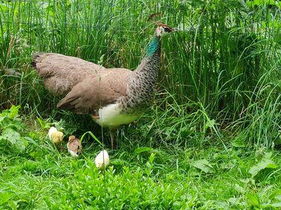 Pfau mit Küken