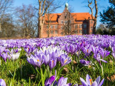 Krokusblüten