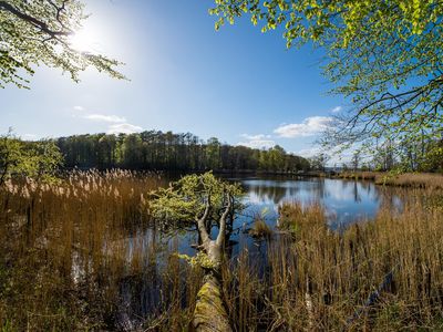 Wald Glücksburg