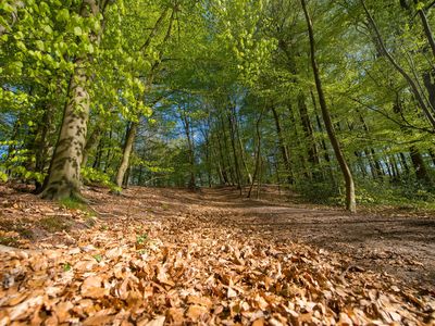 Wald Glücksburg