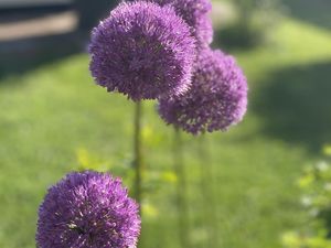 Allium