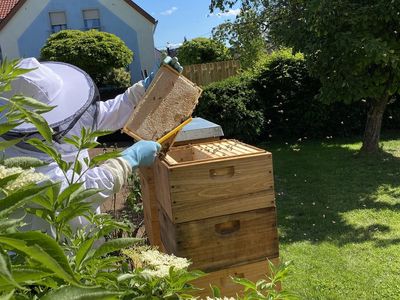 Honigernte bei unseren Bienen