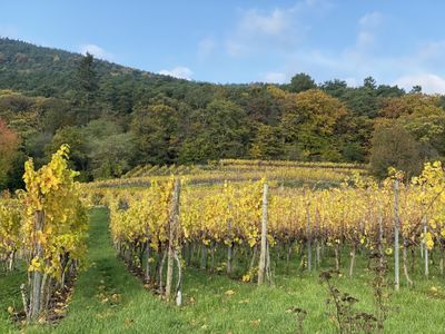 Weinberge Herbst 