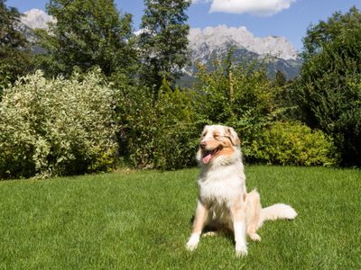 Obermuehlberghof_Muehlberg_5_Ellmau_08_2022_Hund_1