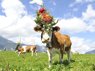 Almabtrieb Reith im Alpbachtal Tirol (75)