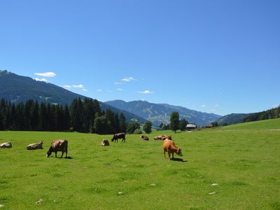 Glückliche Kühe