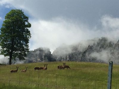 Rotwild Bauernhof am Wilden Kaiser