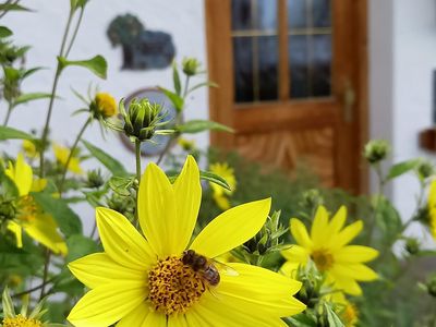 Blüten vor dem Eingang