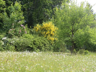 Sommer im Garten