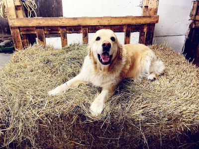 Hunde sind willkommen