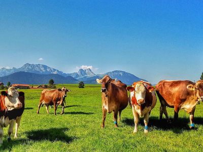 Kühe auf dem Feld Panoramahof Breher