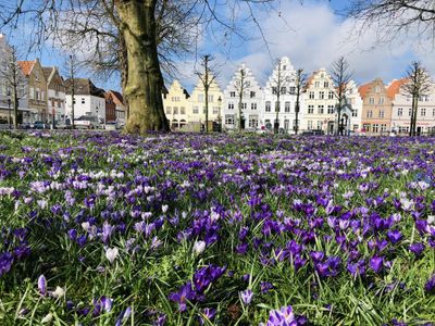 Krokusse auf dem grünen Markt