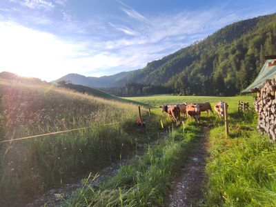 Unsere Kühe auf der Weide am Hof