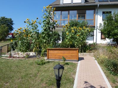 Garten mit Sonnenblumen