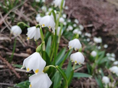 Frühlingsgruß