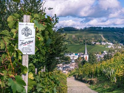 Unser Weinberg in Trarbach