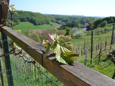 Weinblüte