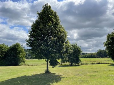 Baum im Garten