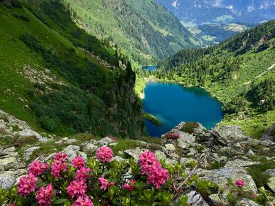 Almrauschblüte und Bergsee