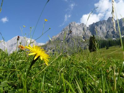 blumen-hochkoenig-landschaft