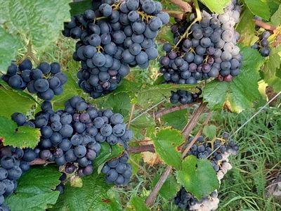 Spaziergang durch die Weinberge