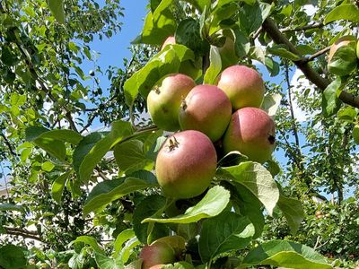 Äpfel zur Selbsternte