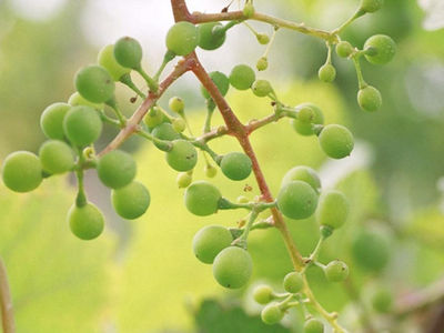 Weintraube nach der Blüte