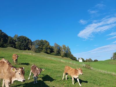 Unsere Kälber freudig auf der Weide