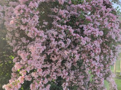 Der Frühling in seiner Blütenbracht