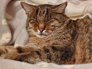 Lucky, unser 15 Jahre alter Kater